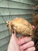 Albino T+ African Spurred Tortoise  (Centrochelys sulcata)