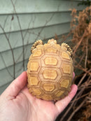 Albino T+ African Spurred Tortoise  (Centrochelys sulcata)