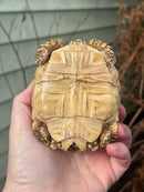Albino T+ African Spurred Tortoise  (Centrochelys sulcata)