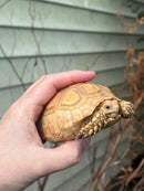 Albino T+ African Spurred Tortoise  (Centrochelys sulcata)