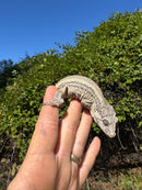 Gargoyle Gecko Adult Female