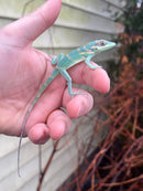 Smallwood's Anole Female (Anolis smallwoodi)