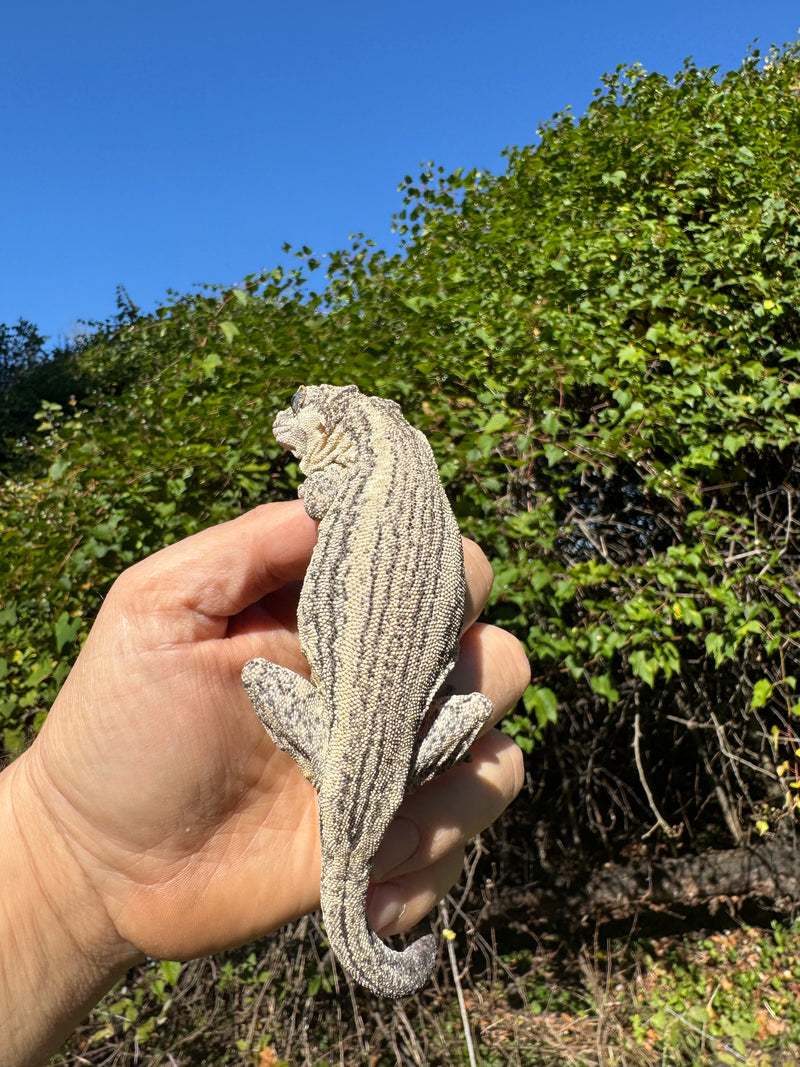 Gargoyle Gecko Adult Female