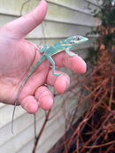 Smallwood's Anole Female (Anolis smallwoodi)