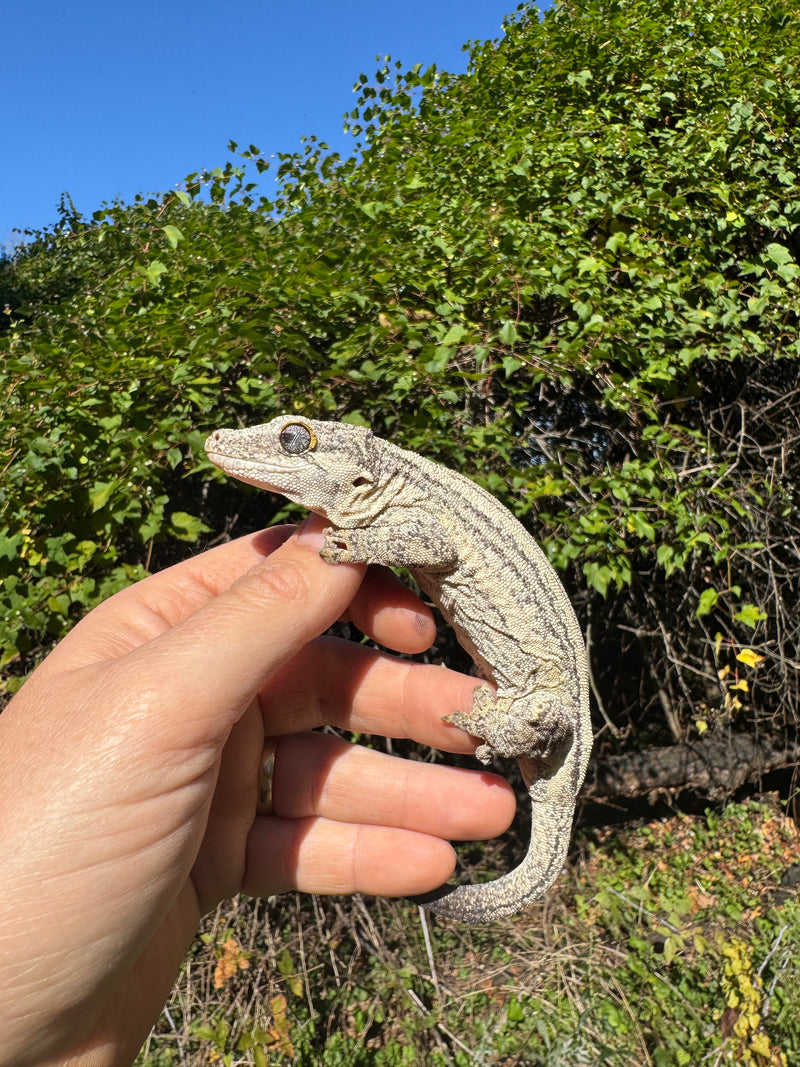 Gargoyle Gecko Adult Female