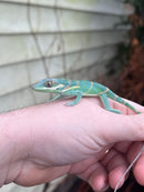 Smallwood's Anole Female (Anolis smallwoodi)