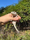 Gargoyle Gecko Adult Female