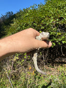 Gargoyle Gecko Adult Female