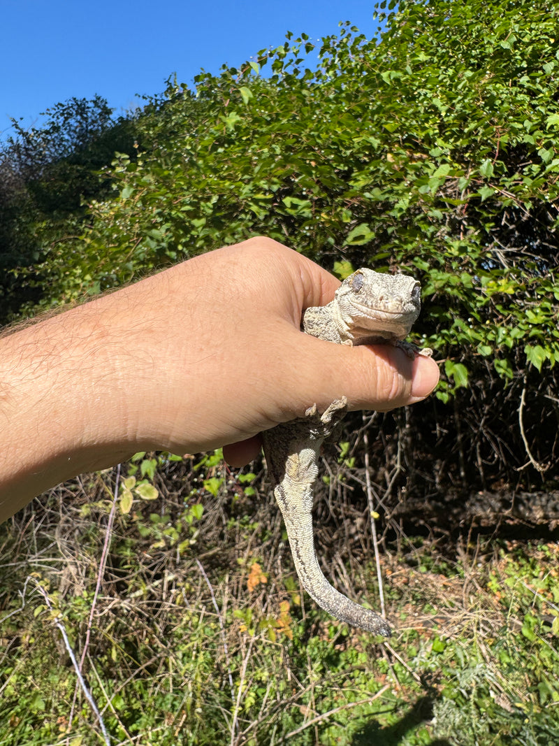 Gargoyle Gecko Adult Female