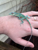 Smallwood's Anole Female (Anolis smallwoodi)