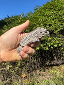 Gargoyle Gecko Adult Female