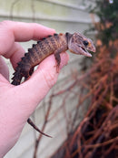White Eye Crocodile Skink Adults (Tribolonotus novaeguineae)