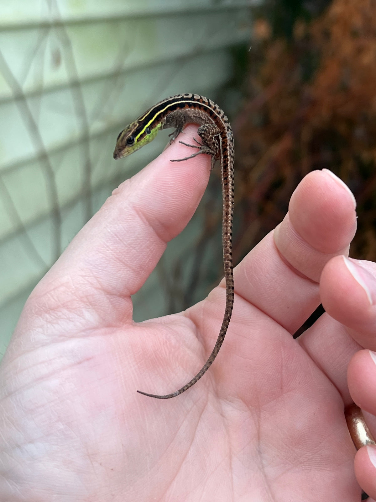 Green Ameiva Lizards For Sale | American Reptile Distributors