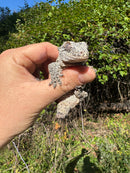 Gargoyle Gecko Adult Female