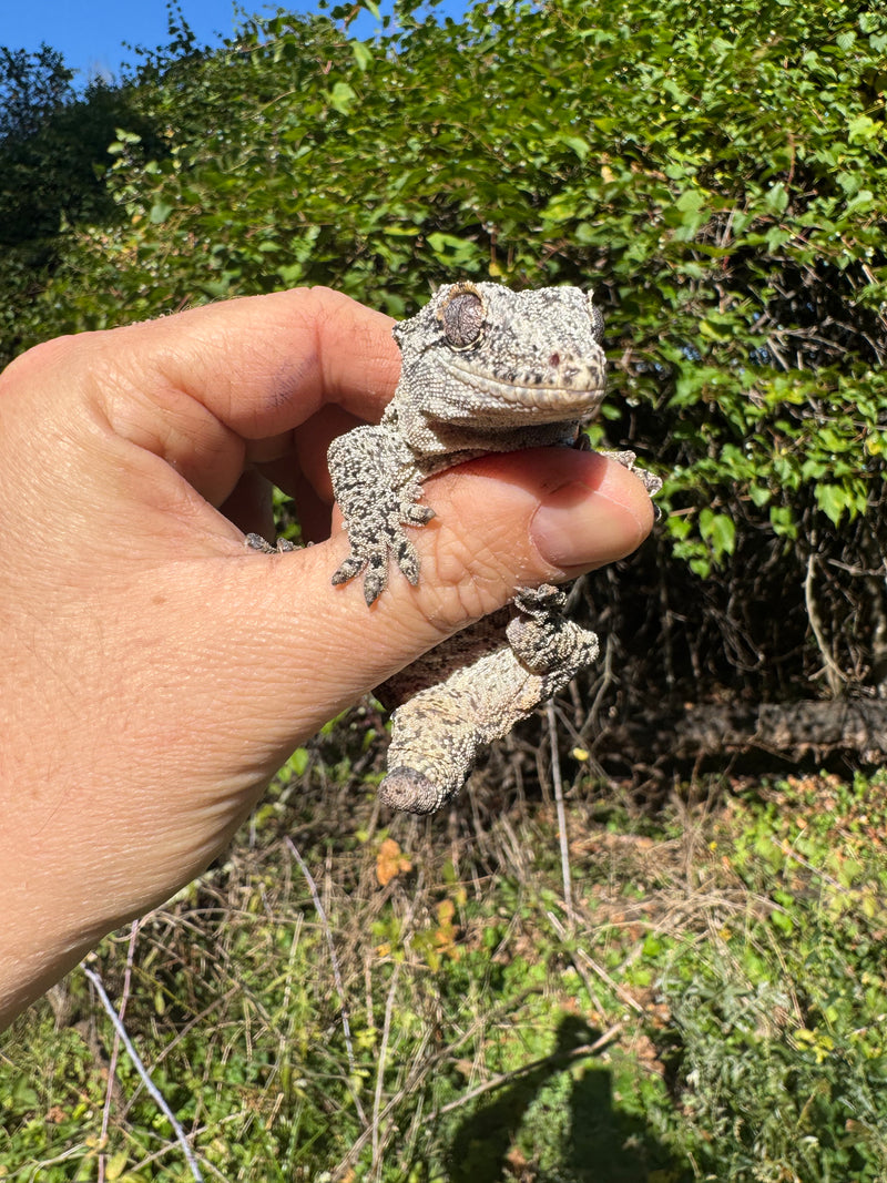 Gargoyle Gecko Adult Female