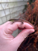 Dwarf Keeled Tegu (Kentropyx borckiana)