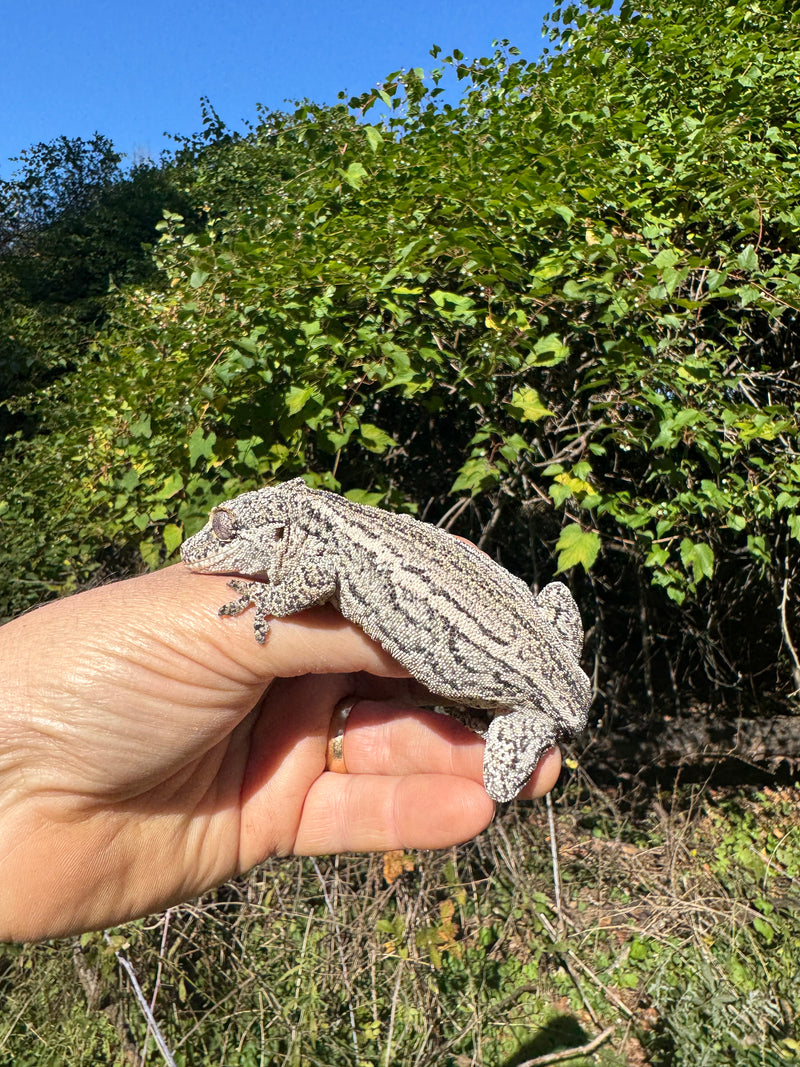 Gargoyle Gecko Adult Female