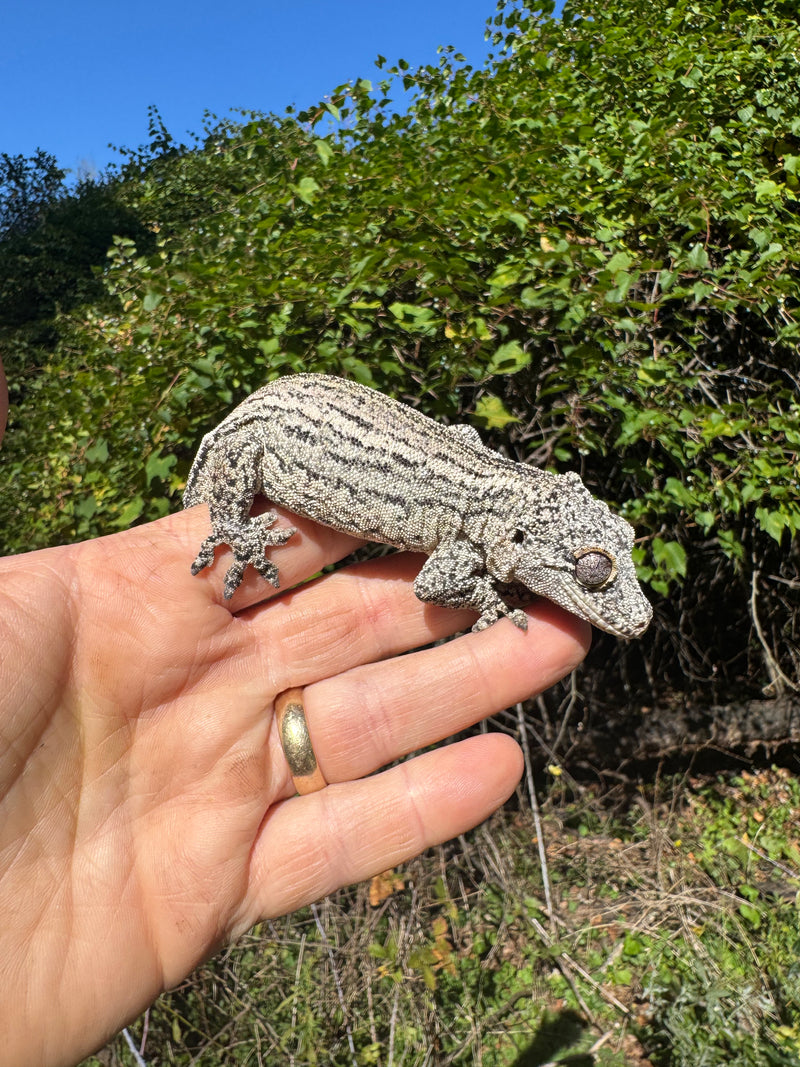 Gargoyle Gecko Adult Female