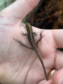 Dwarf Keeled Tegu (Kentropyx borckiana)