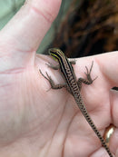 Dwarf Keeled Tegu (Kentropyx borckiana)