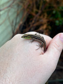 Dwarf Keeled Tegu (Kentropyx borckiana)