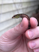 Dwarf Keeled Tegu (Kentropyx borckiana)