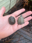 Hypo Reeves Turtle Baby