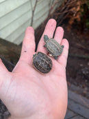 Hypo Reeves Turtle Baby