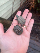 Hypo Reeves Turtle Baby