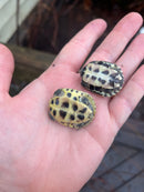 Hypo Reeves Turtle Baby