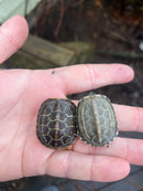 Hypo Reeves Turtle Baby