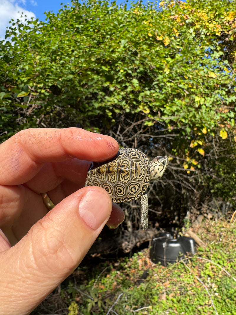 Hi White Concentric Diamondback Terrapin 2025