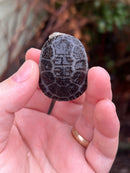 Pastel Yellow Headed East African Mud Turtle Babies (Pelusios castanoides)