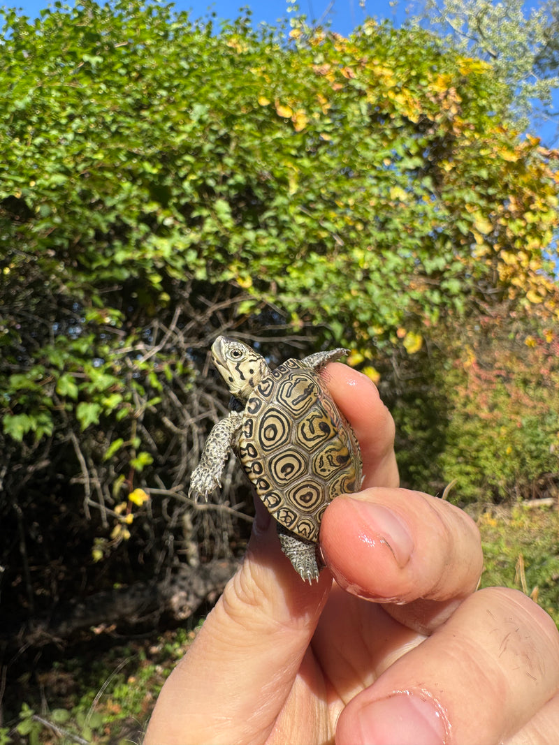 Hi White Concentric Diamondback Terrapin 2025