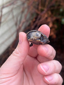 Pastel Yellow Headed East African Mud Turtle Babies (Pelusios castanoides)