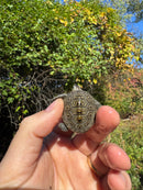 Hi White Concentric Diamondback Terrapin 2025