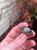 Pastel Yellow Headed East African Mud Turtle Babies (Pelusios castanoides)