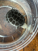 Pastel Yellow Headed East African Mud Turtle Babies (Pelusios castanoides)