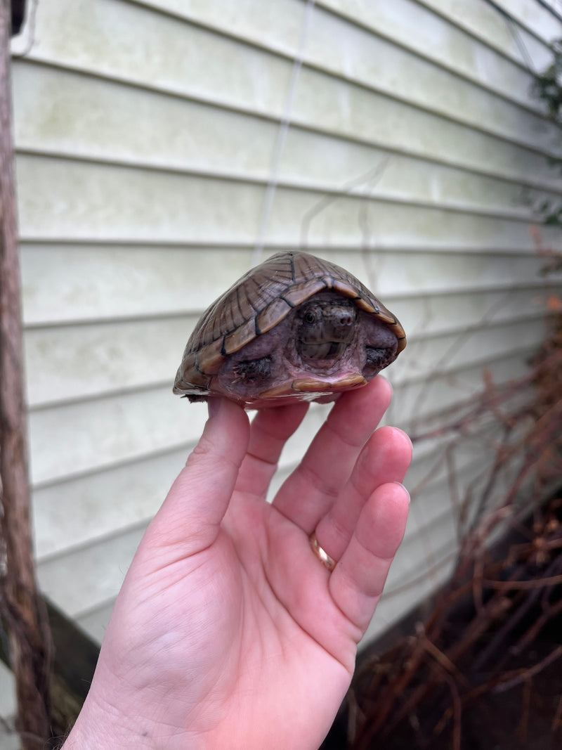 Razor backed Musk Turtle Adult CB Female (Sternotherus carinatus)