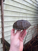 Razor backed Musk Turtle Adult CB Female (Sternotherus carinatus)