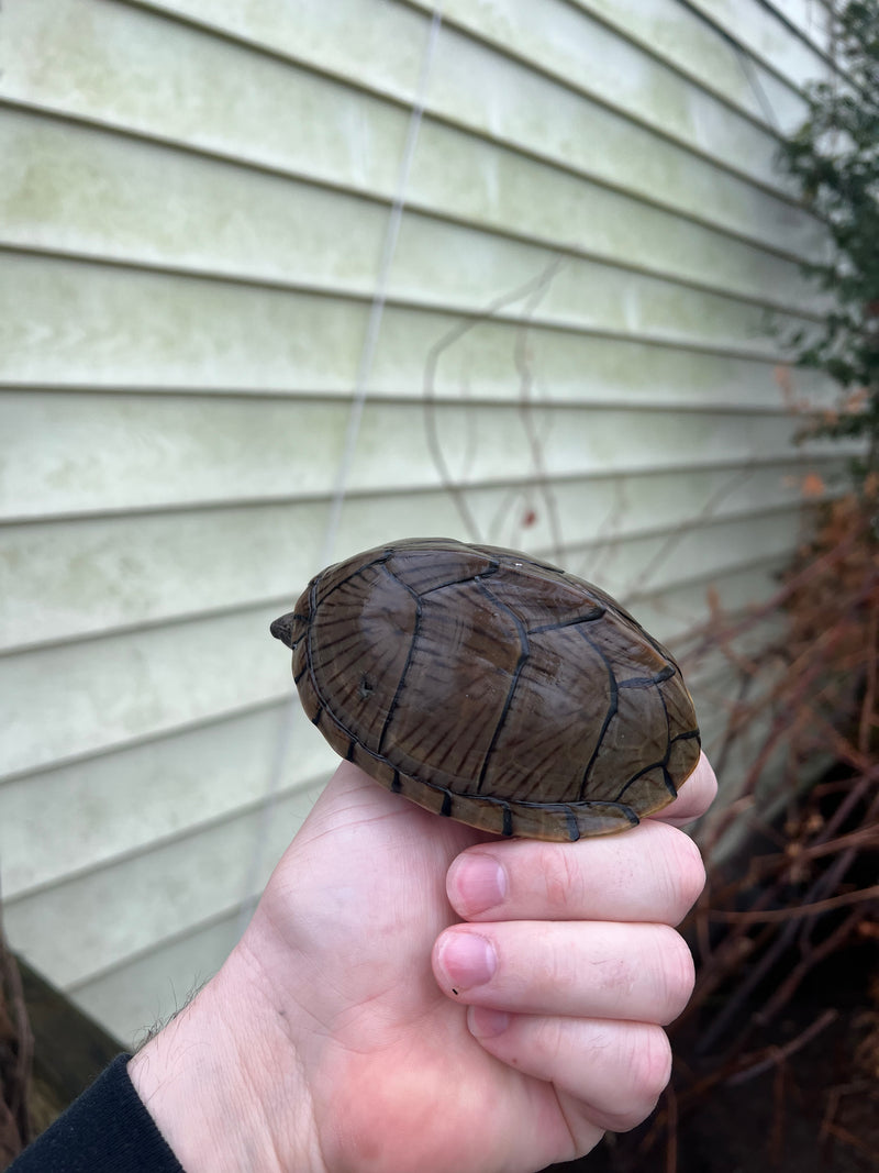 Razor backed Musk Turtle Adult CB Female (Sternotherus carinatus)