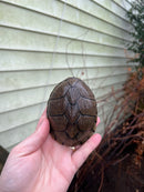 Razor backed Musk Turtle Adult CB Female (Sternotherus carinatus)