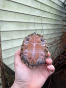 Razor backed Musk Turtle Adult CB Female (Sternotherus carinatus)