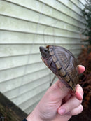 Razor backed Musk Turtle Adult CB Female (Sternotherus carinatus)