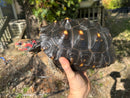 Brazilian Cherryhead Red Foot Tortoise Adult Female