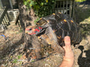 Brazilian Cherryhead Red Foot Tortoise Adult Female