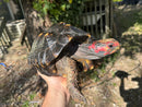 Brazilian Cherryhead Red Foot Tortoise Adult Female