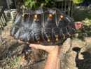 Brazilian Cherryhead Red Foot Tortoise Adult Female