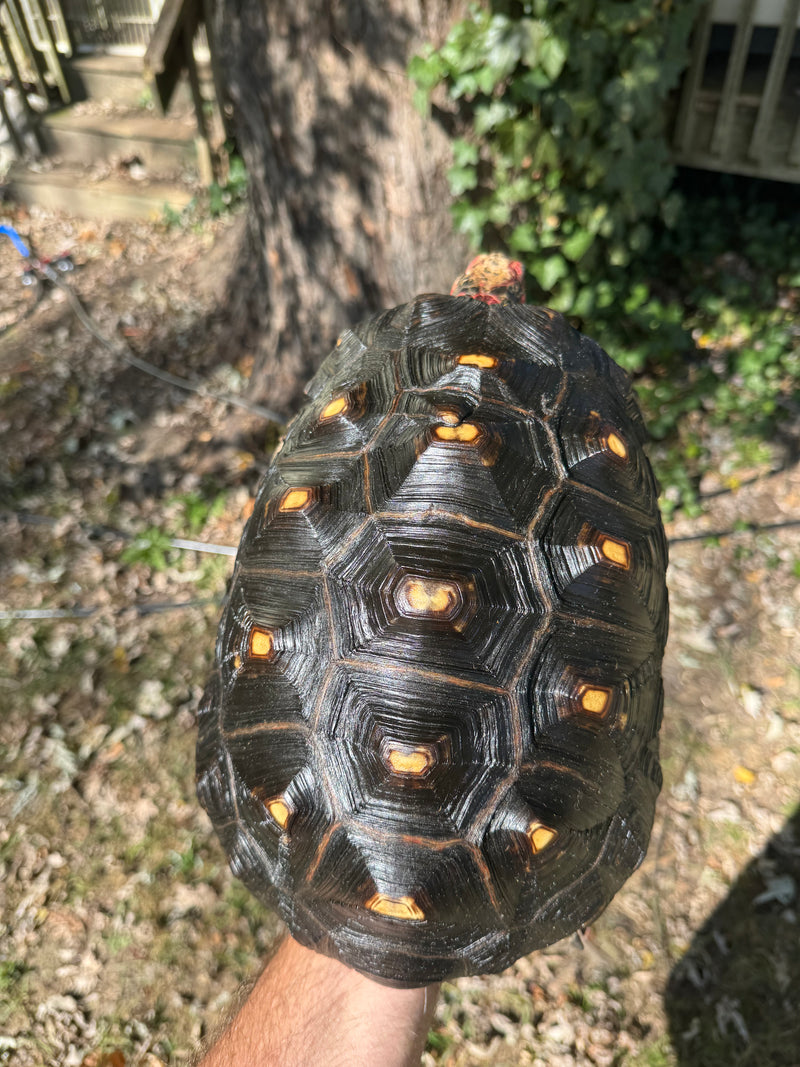 Brazilian Cherryhead Red Foot Tortoise Adult Female