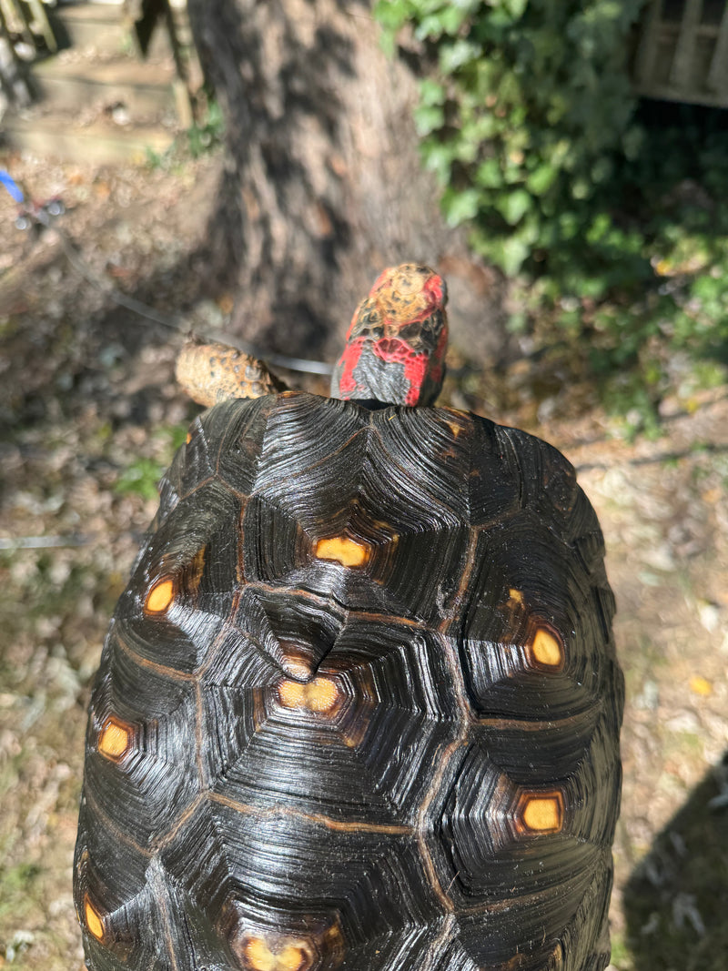 Brazilian Cherryhead Red Foot Tortoise Adult Female